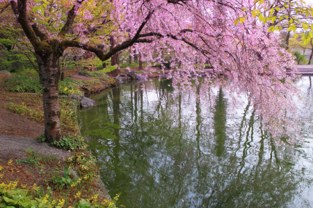Bild-Nr: 11226446 blühender Kirschbaum am Teich Erstellt von: SusaZoom