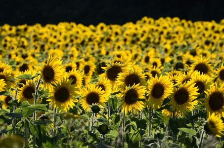 Bild-Nr: 11238736 Sonnenblumenfeld Erstellt von: siebor