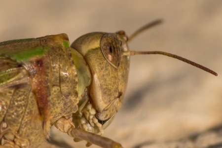 Bild-Nr: 11347720 Heuschrecke Erstellt von: KundenNr-269773