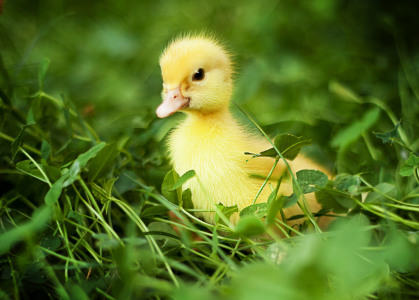 Bild-Nr: 11368427 little Duck Erstellt von: Eddi D.