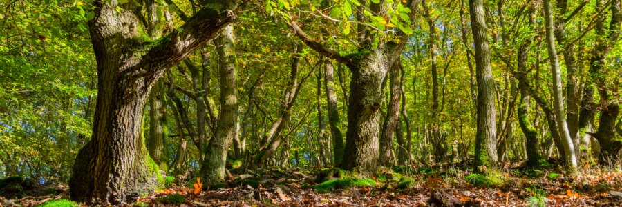 Bild-Nr: 11384979 Herbstwald Erstellt von: Richard-Young