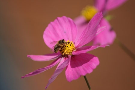 Bild-Nr: 11387893 Cosmea Erstellt von: KundenNr-275381