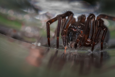 Bild-Nr: 11395261 Coelotes - Trichternetzspinne Erstellt von: Richard-Young