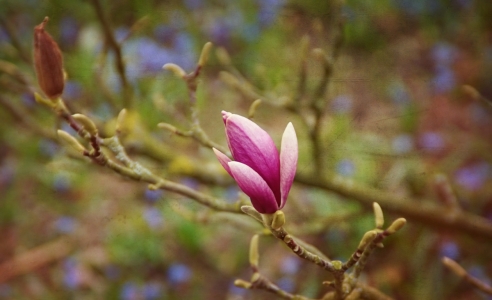 Bild-Nr: 11435155 Primavera Erstellt von: youhaveadream