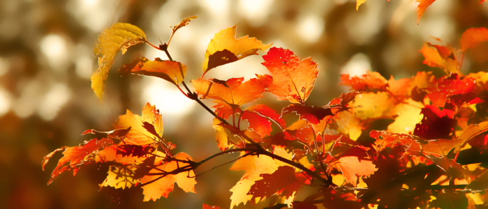 Bild-Nr: 11455458 Goldener Oktober Erstellt von: Eileen Kumpf