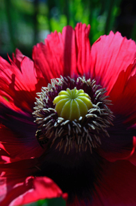 Bild-Nr: 11464637 Mohn Erstellt von: siebor