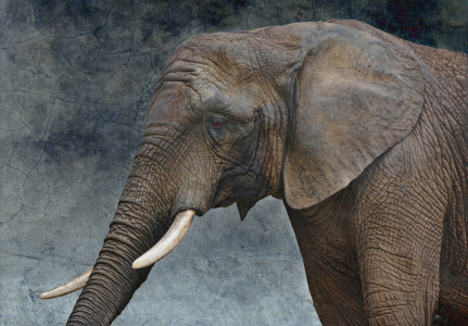 Bild-Nr: 11478907 friendly african giant Erstellt von: Jo-PinX