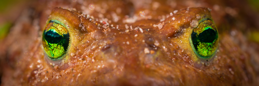 Bild-Nr: 11479964 Bufo bufo - Erdkröte Erstellt von: Richard-Young