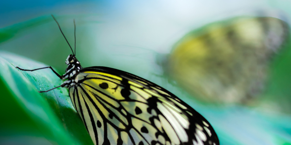 Bild-Nr: 11496478 ghost & butterfly Erstellt von: Richard-Young