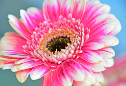 Bild-Nr: 11497718 Soft Gerbera Erstellt von: MarMIa