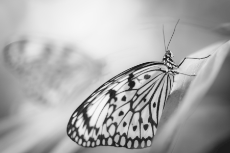 Bild-Nr: 11500732 ghost & butterfly Erstellt von: Richard-Young