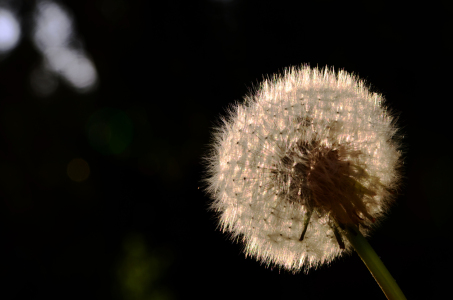 Bild-Nr: 11503672 Pusteblume Erstellt von: Ostfriese