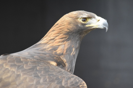 Bild-Nr: 11508655 Steinadler Erstellt von: Karin Sigwarth