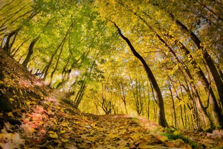 Bild-Nr: 11512030 Zauberwald Erstellt von: Richard-Young