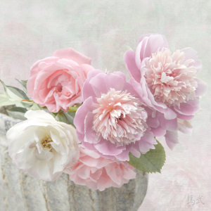 Bild-Nr: 11531730 Pfingstrosen II Erstellt von: eMBie