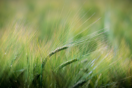 Bild-Nr: 11532832 Kornfeld Erstellt von: Richard-Young