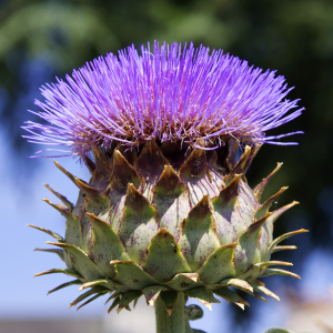 Bild-Nr: 11543282 Artischockenblüte Erstellt von: TinaJuli24