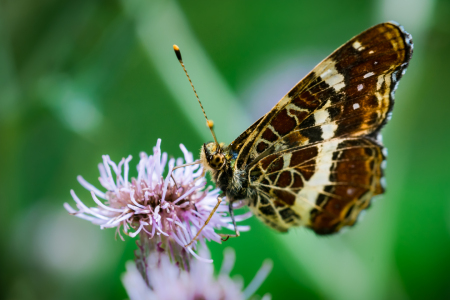 Bild-Nr: 11548024 Landkärtchen Araschnia levan Erstellt von: Richard-Young