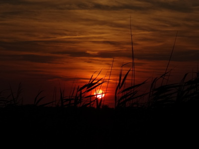 Bild-Nr: 11551208 Gräser im Sonnenuntergang Erstellt von: SchmusisPhotoStore