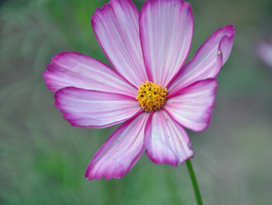 Bild-Nr: 11560192 Cosmea Erstellt von: Ikigai