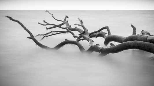 Bild-Nr: 11563618 Dead Tree Erstellt von: Projekt-365