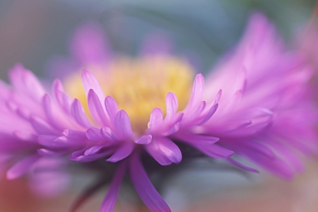 Bild-Nr: 11566978 Blütentanz Erstellt von: youhaveadream