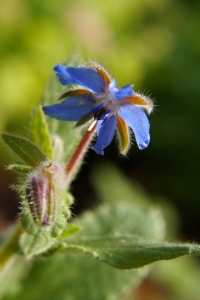 Bild-Nr: 11569504 Borretsch Erstellt von: MoNoir