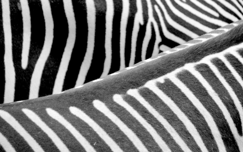 Bild-Nr: 11571838 Zebrastreifen Erstellt von: GUGIGEI