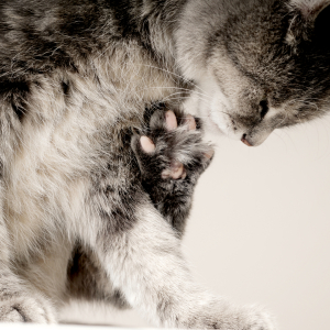 Bild-Nr: 11583332 Katzenpfote Erstellt von: Josephine Mayer-Hartmann