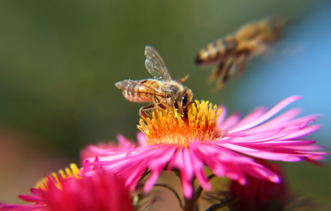 Bild-Nr: 11585988 Fliegender Wechsel Erstellt von: MoNoir
