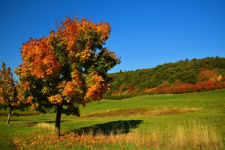 Bild-Nr: 11594562 Herbstkleid Erstellt von: MarMIa