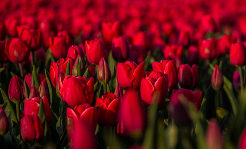 Bild-Nr: 11623295 Dream in Red Erstellt von: Numis-Motivkiste