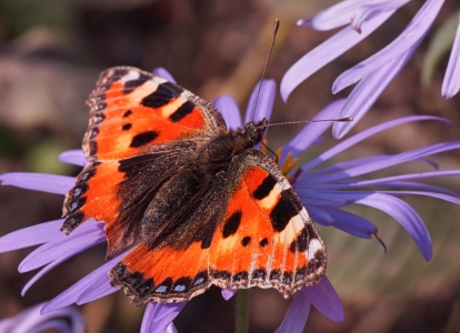 Bild-Nr: 11646604 Butterfly Erstellt von: youhaveadream