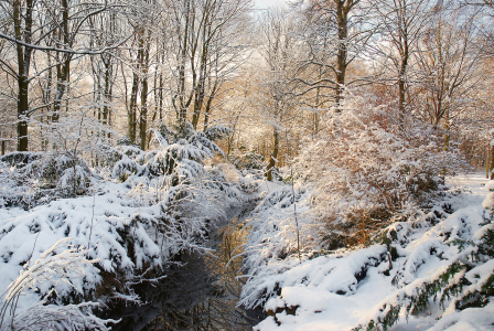 Bild-Nr: 11655660 Winter im Park Erstellt von: Atteloi