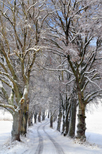 Bild-Nr: 11685438 Baumallee im Winter Erstellt von: Nicola Furkert