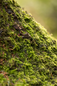 Bild-Nr: 11703544 Baumstamm Erstellt von: D-Koppl