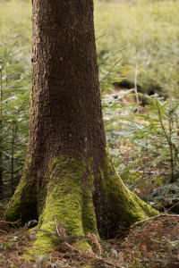 Bild-Nr: 11703552 Baumstamm Erstellt von: D-Koppl