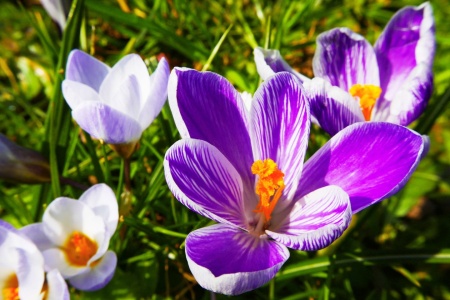 Bild-Nr: 11733874 Frühlingserwachen Erstellt von: MyFineArt68