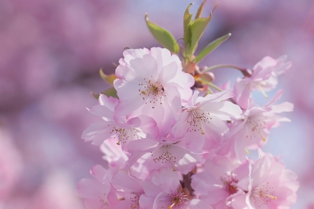 Bild-Nr: 11738166 Cherry blossoms Erstellt von: youhaveadream