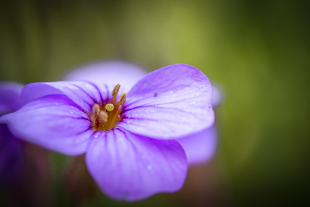 Bild-Nr: 11746266 Im Fokus Erstellt von: Marierichphotography