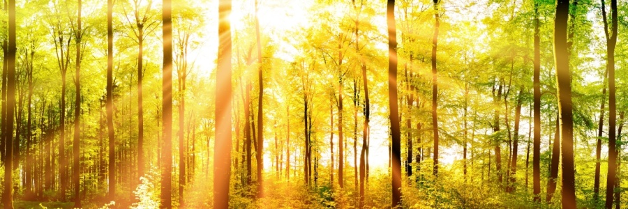 Bild-Nr: 11749474 Sommerwald Erstellt von: MyFineArt68