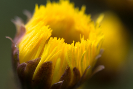 Bild-Nr: 11750312 Morgentau Erstellt von: Marierichphotography