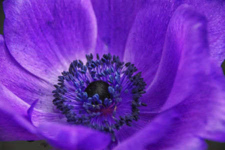 Bild-Nr: 11754442 blaue Anemone Erstellt von: Parzifal