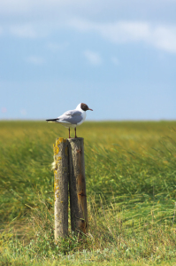 Bild-Nr: 11754878 Lachmöwe Erstellt von: Angela  Dölling