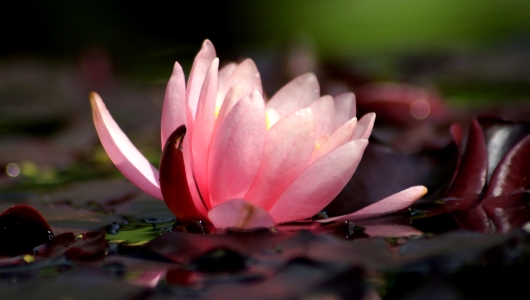 Bild-Nr: 11767004 Teichrose Erstellt von: MoNoir