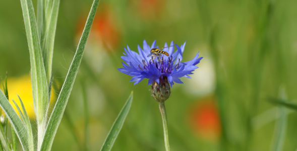 Bild-Nr: 11768922 Sommerwiese Erstellt von: youhaveadream