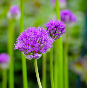 Bild-Nr: 11779628 Schnittlauch Erstellt von: uwejaeger
