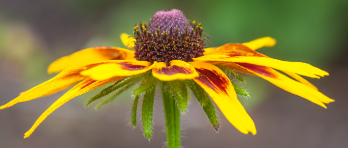 Bild-Nr: 11789750 Portrait einer Blume Erstellt von: KundenNr-320926