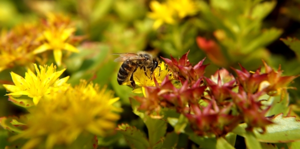 Bild-Nr: 11801790 Sommerzeit Erstellt von: MoNoir