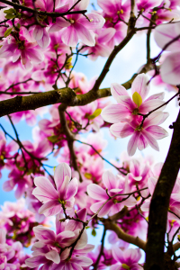 Bild-Nr: 11817709 Magnolie Erstellt von: KundenNr-324229